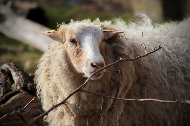 Ученые создают новый тип овец с высокой мясной продуктивностью