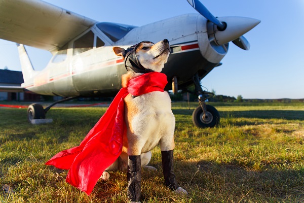 Красноярский аэропорт привлек собак для помощи пассажирам с аэрофобией