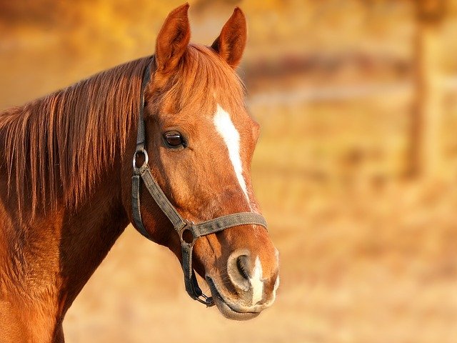 В Испании зарегистрирована вспышка смертельной болезни лошадей