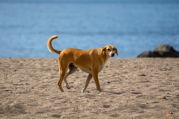 Законопроект об умерщвлении бездомных собак отозван из Госдумы