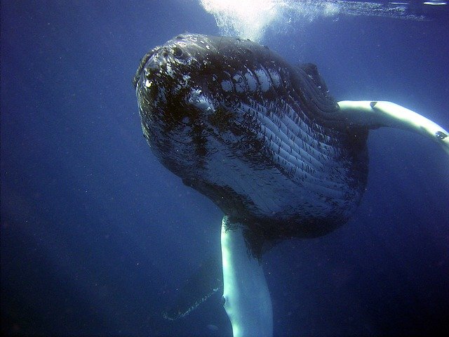 Ученые выяснили, почему киты не болеют раком