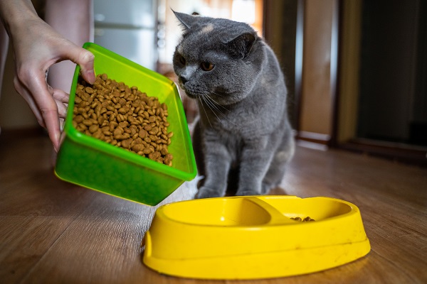 Почему домашние коты «закапывают» еду | Ветеринария и жизнь