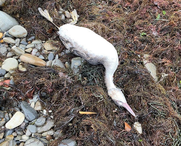 Ветврачи опровергли версию гибели птиц на Черноморском побережье от вируса