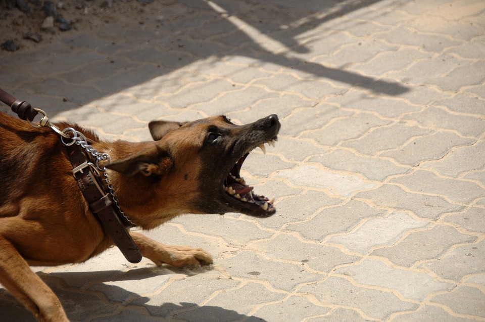 На Урале суд вынес приговор хозяйке собаки за искусанного ребенка