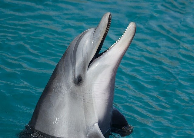 Госдума поддержала законопроект о запрете на отлов дельфинов