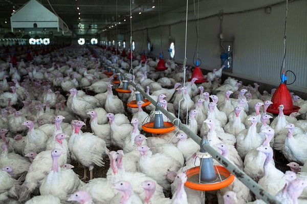 Аграриям, пострадавшим от птичьего гриппа и АЧС, смягчили условия погашения кредитов