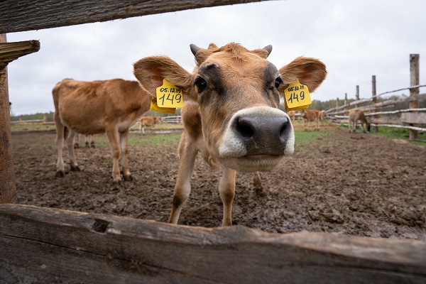 Топ-5 молочных пород коров в обзоре «ВиЖ»