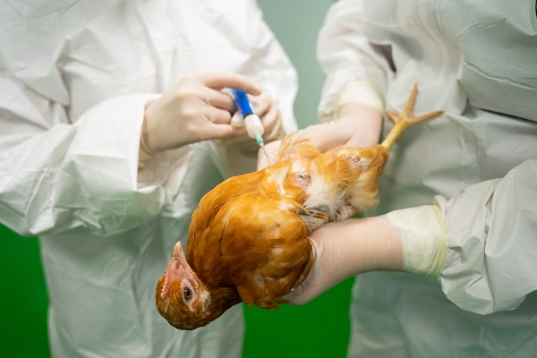 Россельхознадзор: нет необходимости в поголовной вакцинации от гриппа птиц