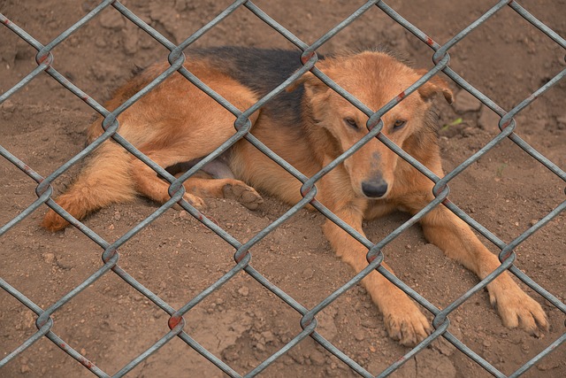 Зоозащитники подсчитали количество приютов для животных в России