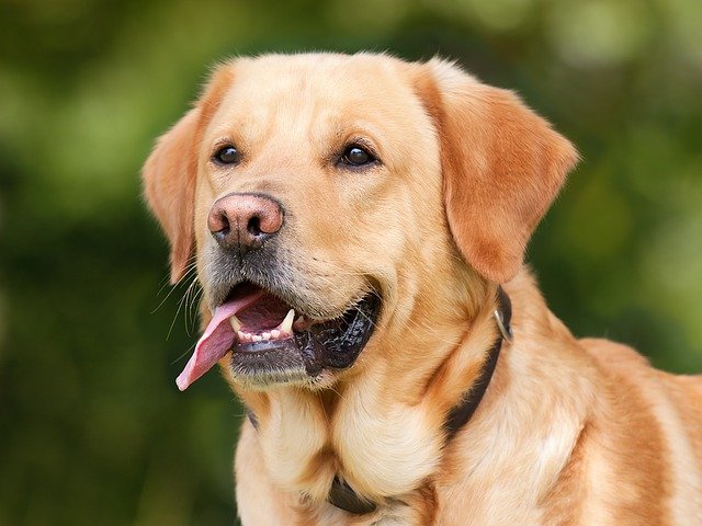 Какие породы собак предрасположены к раку