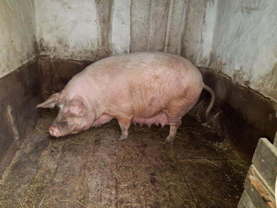 Выгульное содержание свиней запретили из-за АЧС