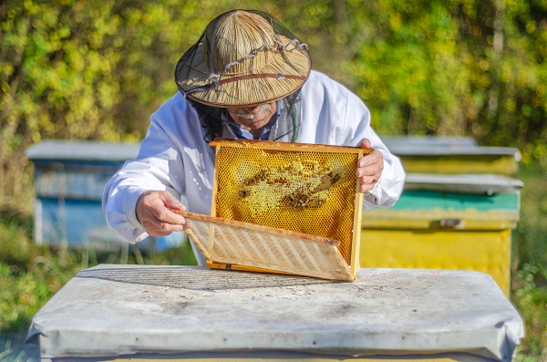 Минсельхоз подготовил новый проект правил содержания пчел