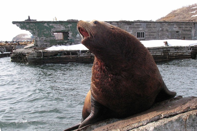 Проект службы спасения морских млекопитающих на Камчатке поддержали в правительстве