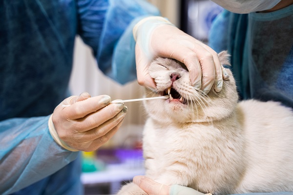 Эксперт: рынку нужна бюджетная зубная паста для кошек