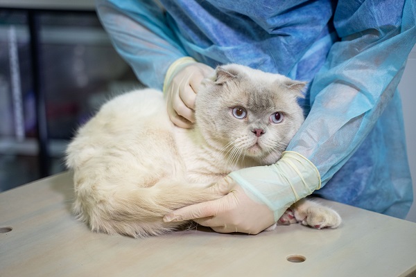 Нужно ли вакцинировать кошку, если она не выходит из дома | Ветеринария и  жизнь
