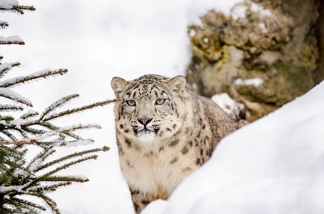 WWF намерен мирно решить конфликт скотоводов и снежных барсов в Горном Алтае