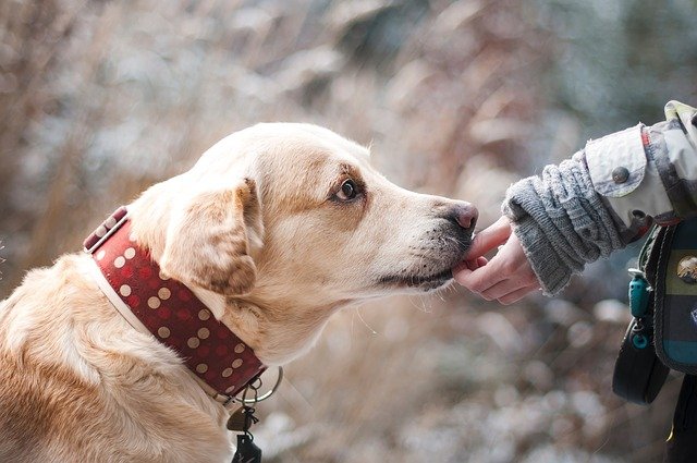 Международный день собак-поводырей отмечается 28 апреля