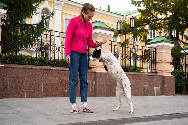 Названы комфортные для жизни с собакой районы Москвы