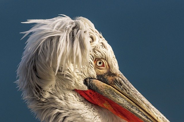 Россельхознадзор назвал причину гибели краснокнижных кудрявых пеликанов в Дагестане