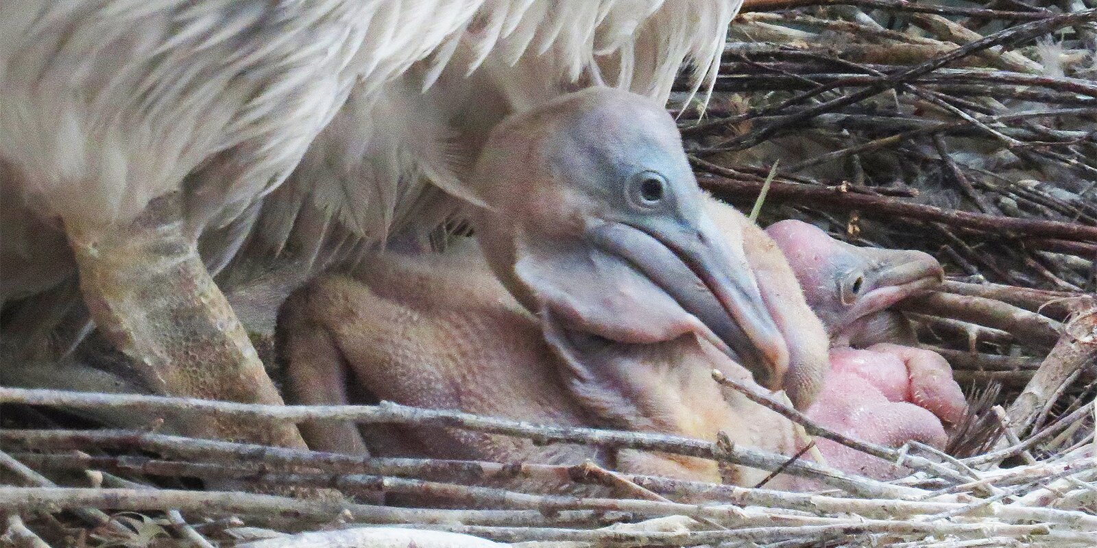 В Московском зоопарке родились редкие кудрявые пеликаны