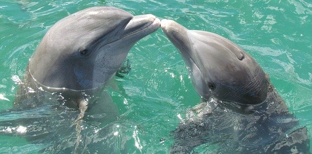 Бизнесмен из Краснодара пытался вывезти в Марокко двух краснокнижных дельфинов