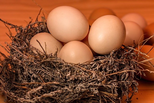 Минсельхоз: к 2025 году в России локализуют до 90% родительских ферм по яйцу