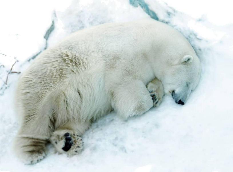В зоопарке Екатеринбурга погиб белый медведь