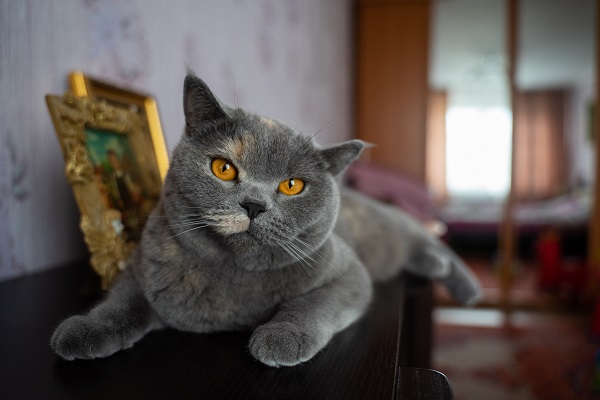 В России снова хотят ограничить количество собак и кошек в квартире