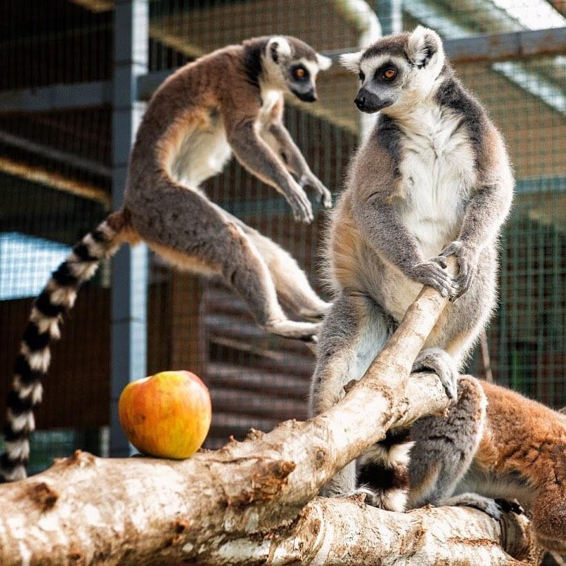 Зоопарк «ДоДо» в Новороссийске прошел лицензирование в Россельхознадзоре