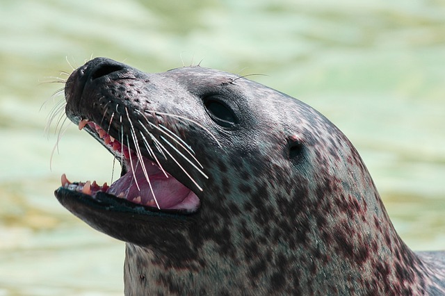 В Минприроды Дагестана назвали причину массовой гибели тюленей
