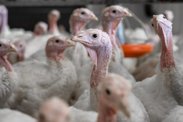 Россельхознадзор оценил масштабы кризиса с распространением гриппа птиц в ЕС