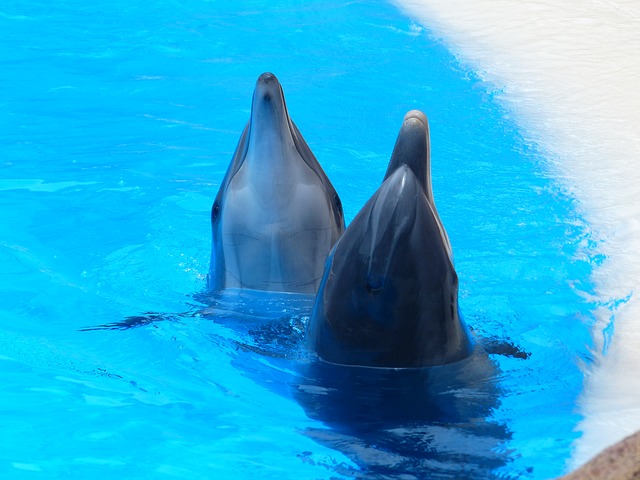 Кабмин рассмотрел законопроект о запрете добычи китов и дельфинов