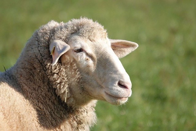 В ФГБУ «ВНИИЗЖ» издано учебное пособие «Оспа овец и оспа коз»