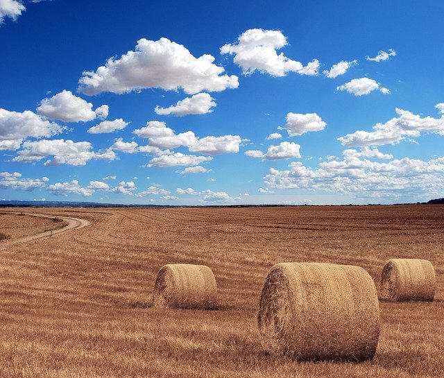 Кормовой букет для Европы: экспорт трав из России постепенно растет