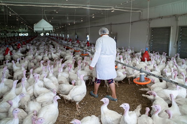 Птицеводам дадут семь дней на изъятие поголовья при вспышке птичьего гриппа