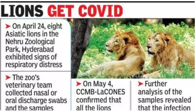 Индия сообщила о заражении львов COVID-19 в зоопарке