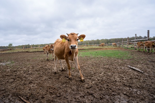 Ученые планируют вывести в 2021 году ГМ-корову с иммунитетом к лейкозу