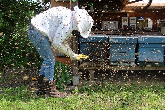 Число пчеловодов в России приблизилось к 1,5 млн человек