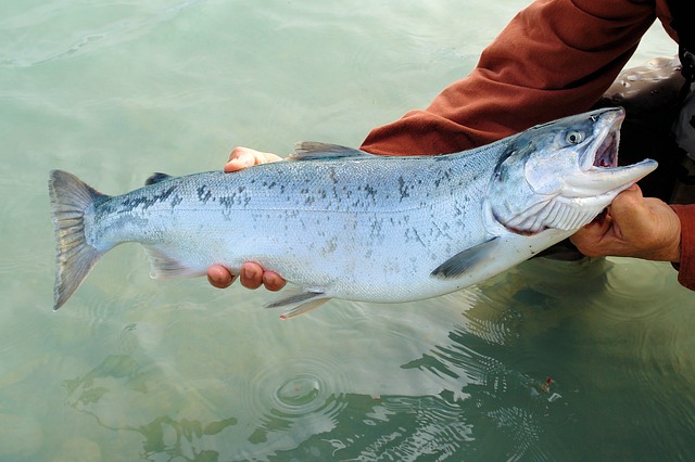 Паразиты лососевых рыб смогли адаптироваться к большинству химикатов
