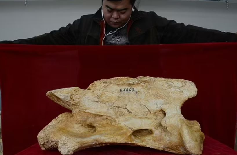 Ученые в Китае обнаружили останки древнего млекопитающего-гиганта