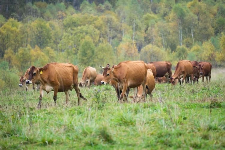 Амурских животноводов призвали не выпасать скот на подтопленных территориях, чтобы избежать заноса инфекций