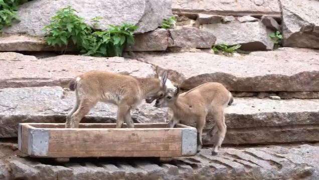 В Московском зоопарке родились сразу семеро детенышей дагестанского тура