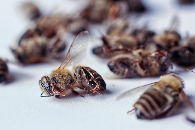 Прокуратура проводит проверку после массовой гибели пчел на Кубани