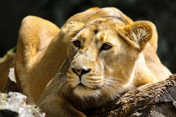 В зоопарке Индии львица умерла от коронавируса