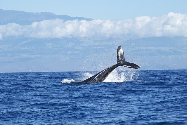Ученые обнаружили новую популяцию карликовых синих китов в Индийском океане