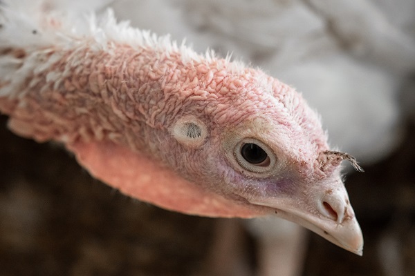 В мире за май выявлено 540 новых очагов гриппа птиц