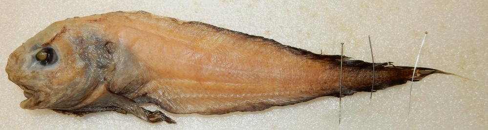 Ученые обнаружили новый вид рыб в Беринговом море