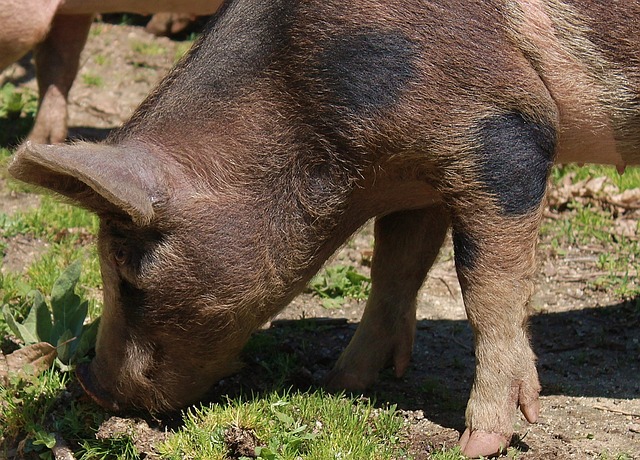 Одичавшие свиньи оказались так же опасны для климата, как миллион автомобилей