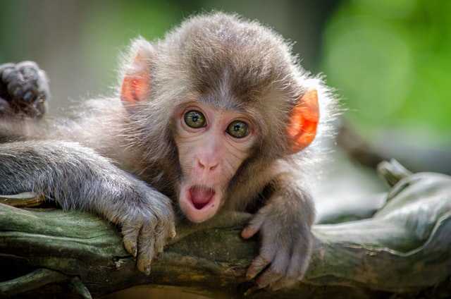 Ученые оценили опасность оспы обезьян для людей