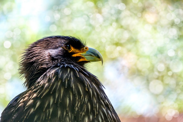На Чукотке хищных птиц впервые изучат с помощью датчиков GPS
